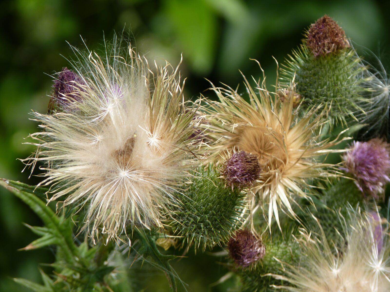 Panasonic Lumix DMC-FZ35 (Lumix DMC-FZ38) sample photo. Thistle, plant, close up photography
