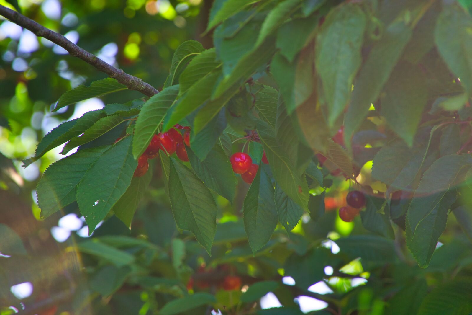 Sony E PZ 18-105mm F4 G OSS sample photo. Cherry tree, summer, nature photography