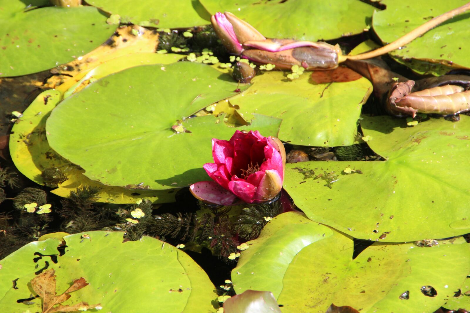 Canon EOS 600D (Rebel EOS T3i / EOS Kiss X5) sample photo. Water lily, pond, water photography