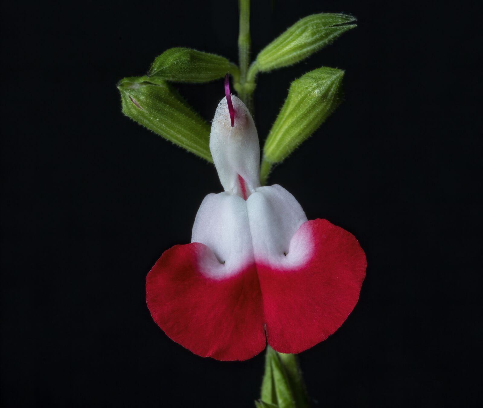Canon EOS 800D (EOS Rebel T7i / EOS Kiss X9i) sample photo. Salvia, hotlips, flower photography
