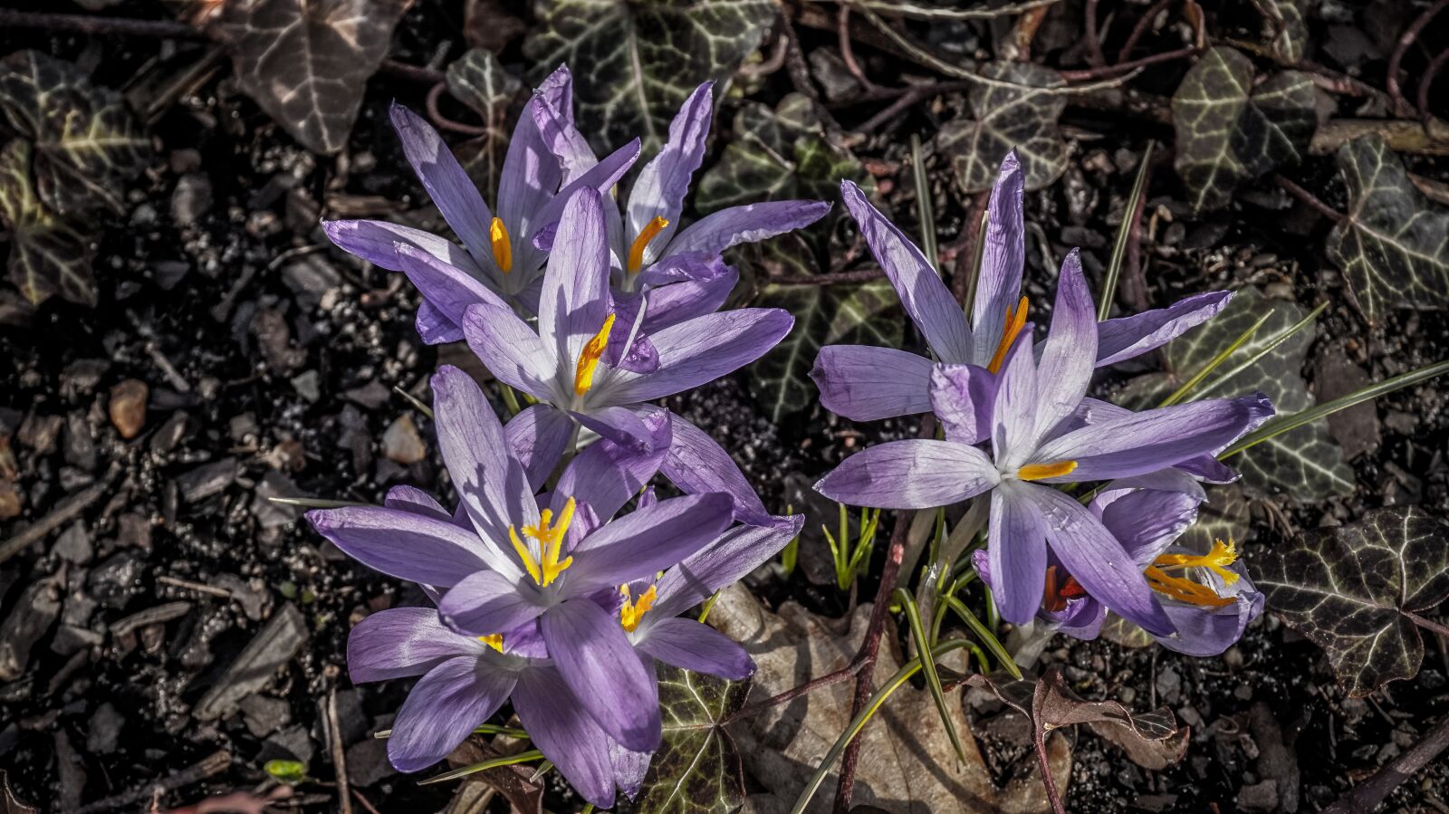 Sony Alpha a5000 (ILCE 5000) sample photo. Flower, nature, plant photography