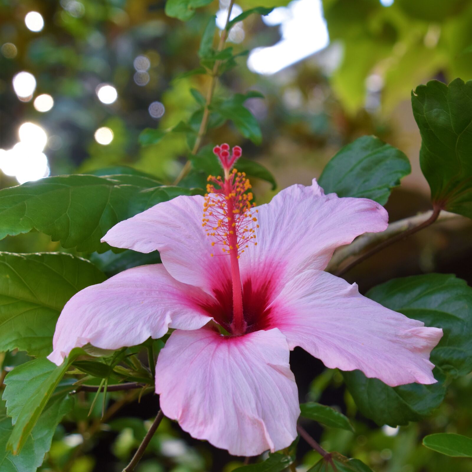 Nikon D5600 sample photo. Flower, pink, nature photography