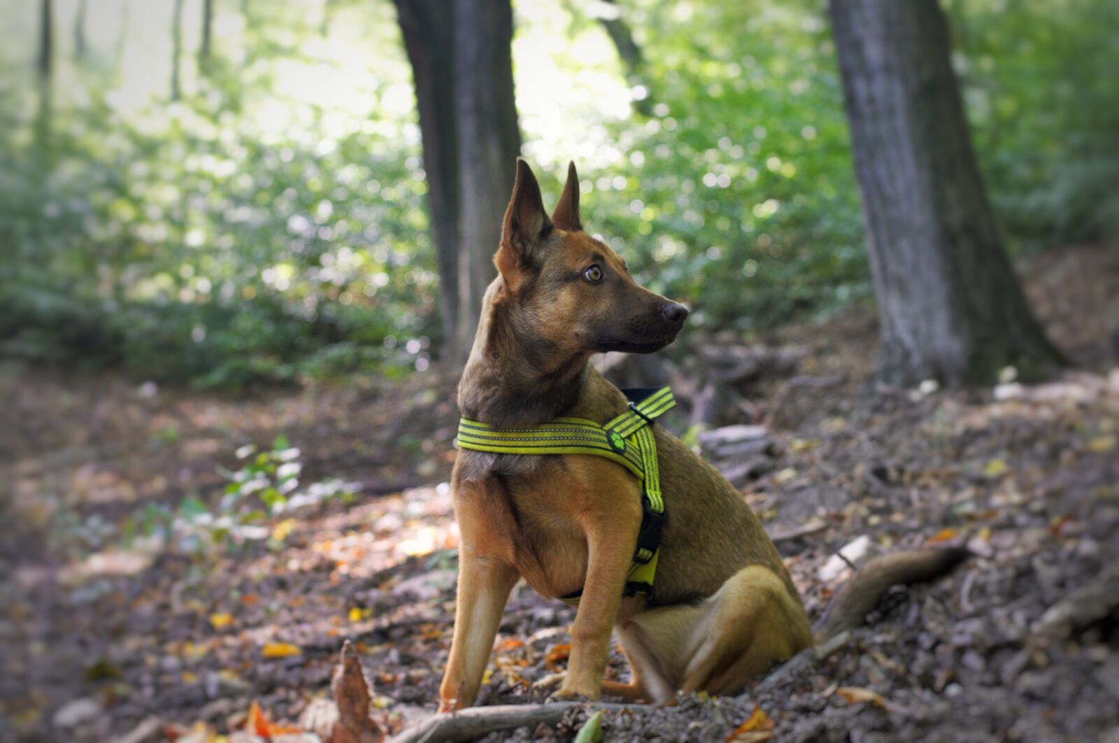 Nikon D90 sample photo. Puppy, dog, pet photography