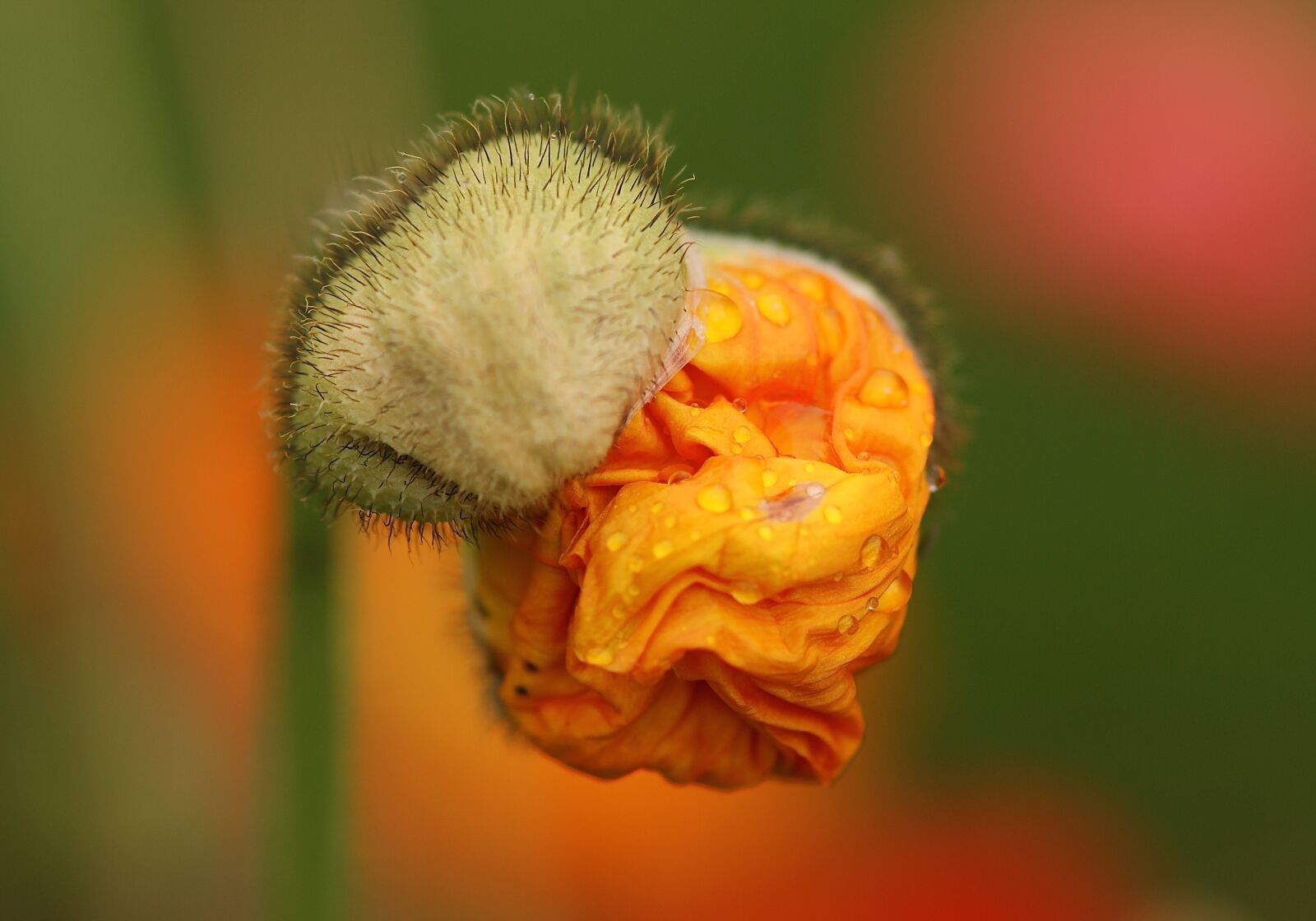 Sony Alpha DSLR-A350 sample photo. Poppy flower, blossom, poppy photography