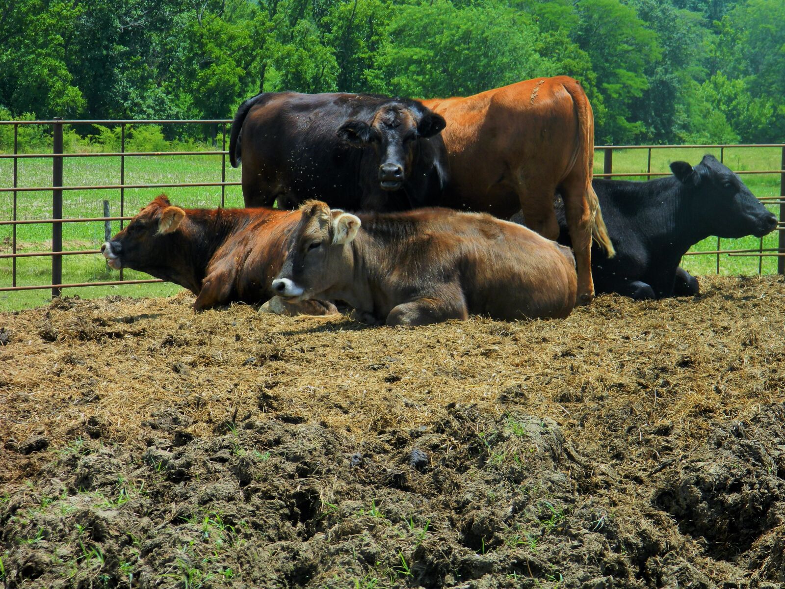 Nikon Coolpix L120 sample photo. Group of heifers, calves photography