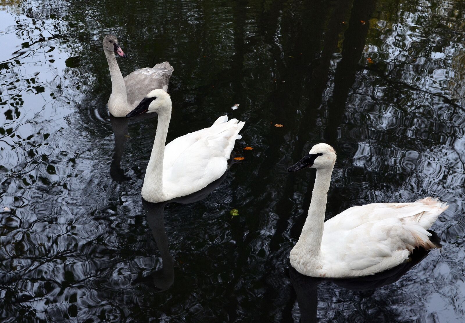 Nikon D5100 sample photo. Swan, trumpet of the photography