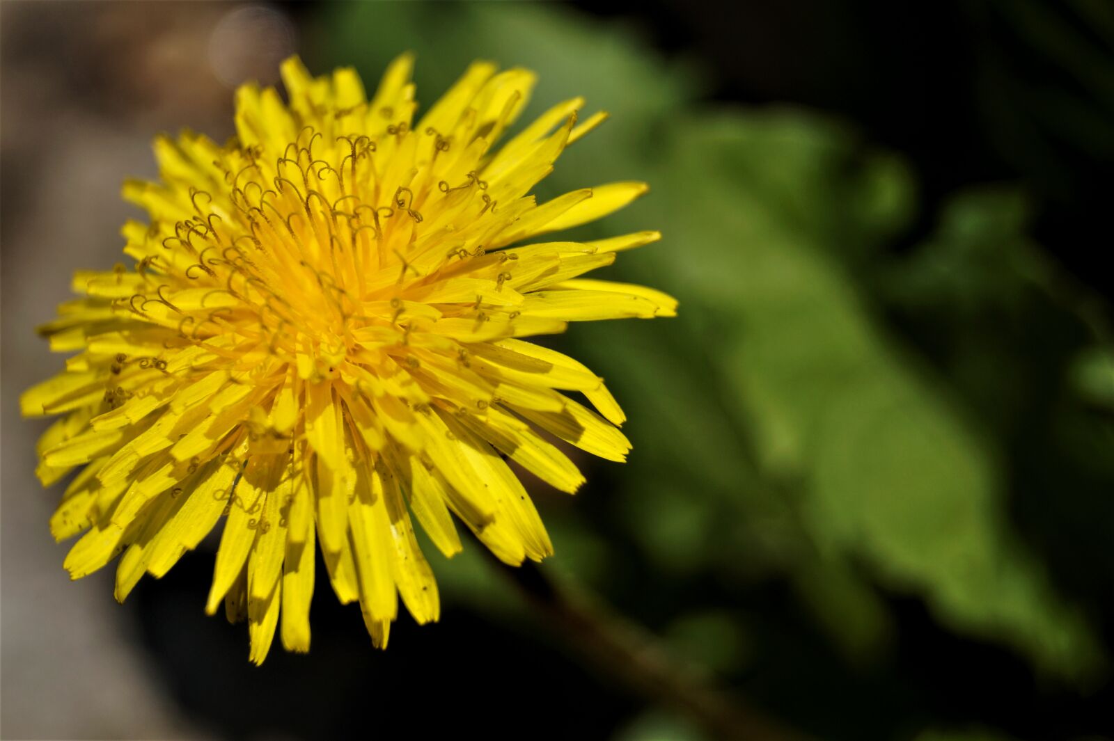 Sony DT 18-55mm F3.5-5.6 SAM II sample photo. Dandelion, flower, spring photography