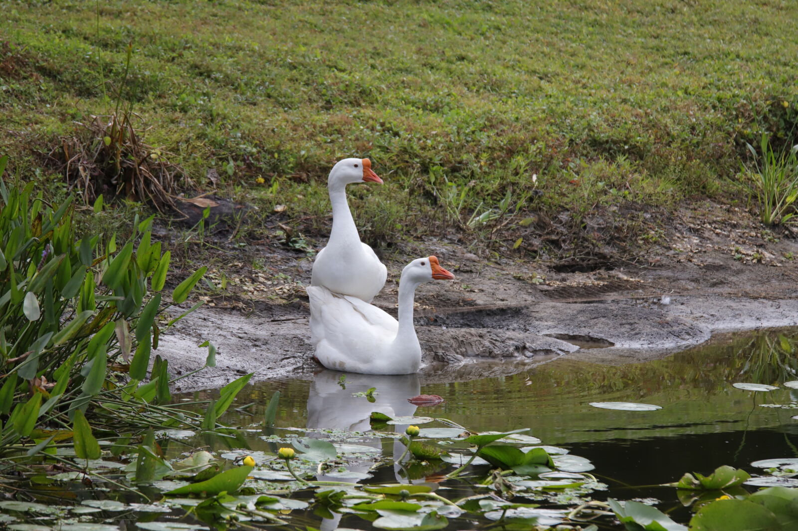 Canon EOS 6D Mark II sample photo