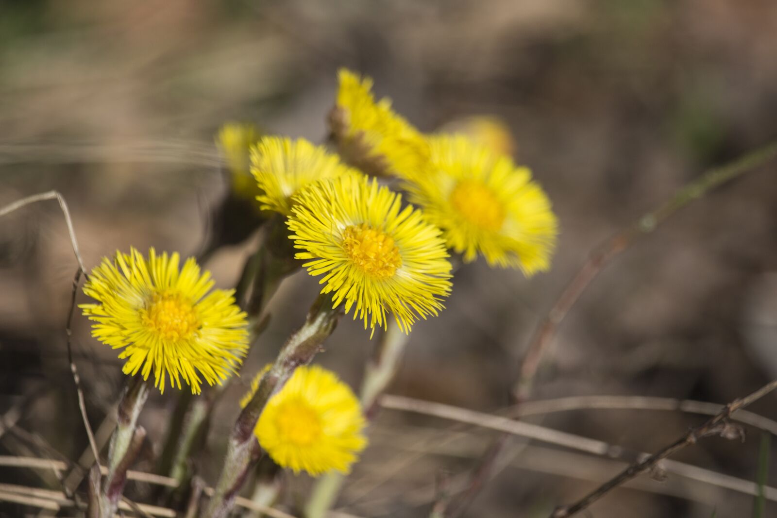 Canon EOS 700D (EOS Rebel T5i / EOS Kiss X7i) sample photo. Spring, yellow, flowers photography