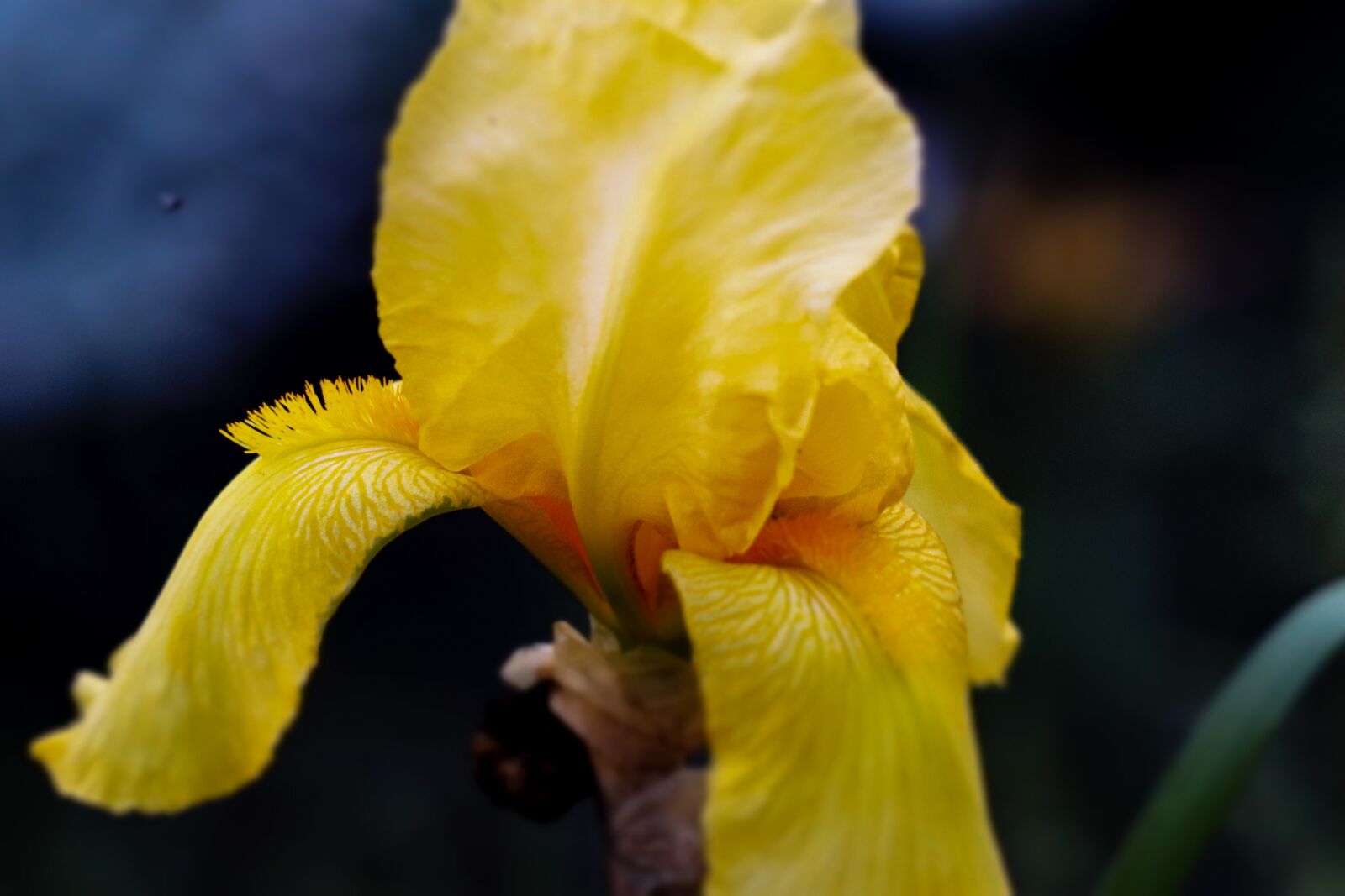 Canon EOS 77D (EOS 9000D / EOS 770D) sample photo. Flower, iris, bloom photography