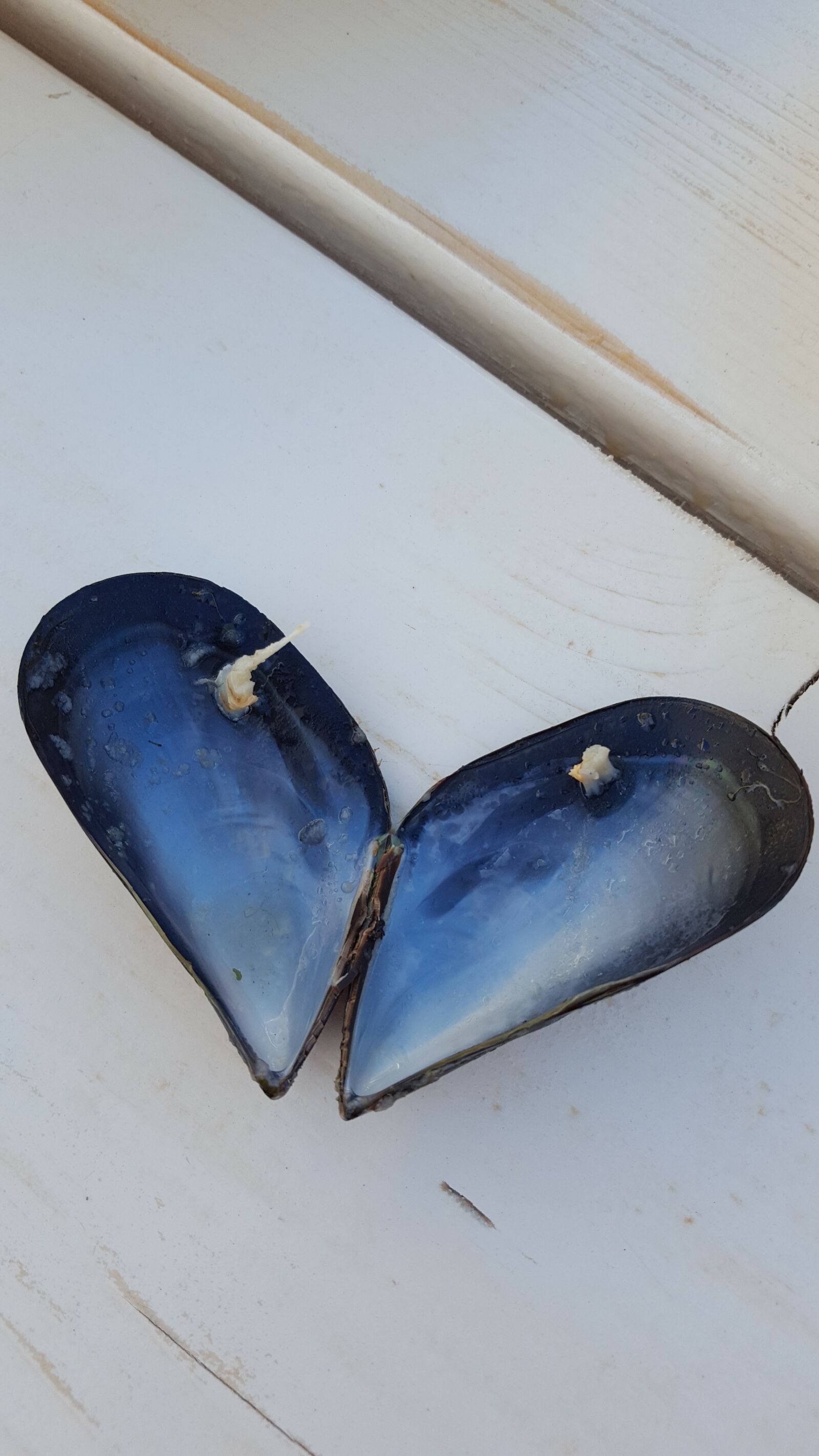 Samsung GALAXY S6 edge sample photo. Shells, heart, food photography