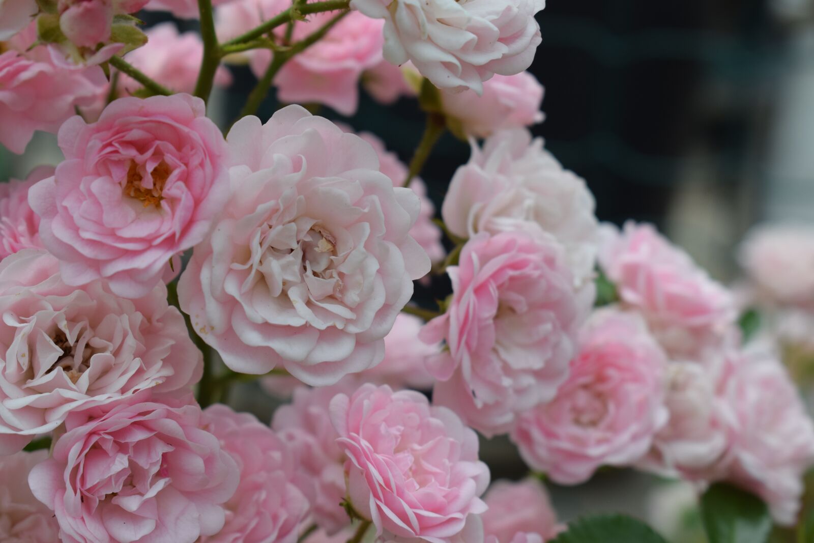 Nikon D5300 sample photo. розови рози, градина, roses photography