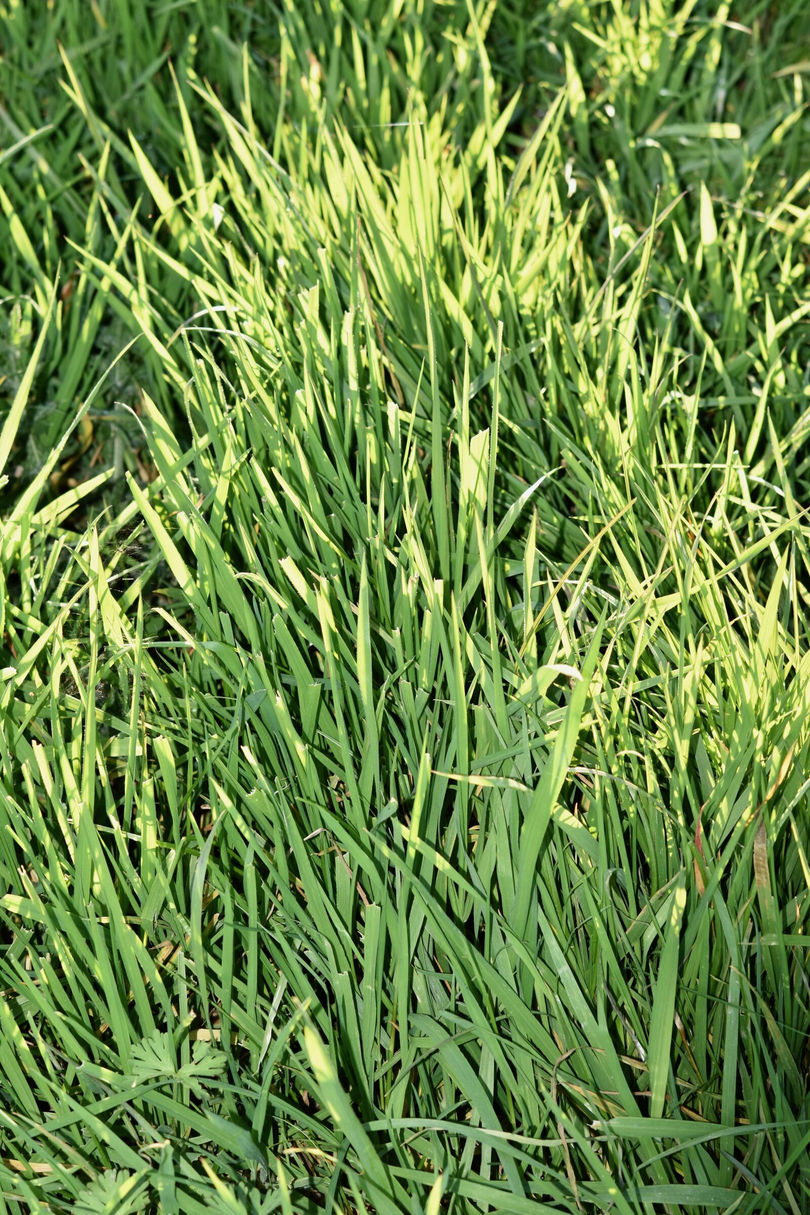 Nikon D5600 sample photo. Grass, green grass, perennial photography