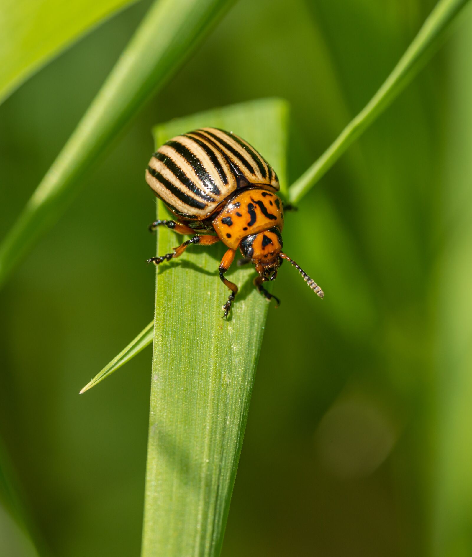 Nikon D800E sample photo. Dock, beetle, insect photography