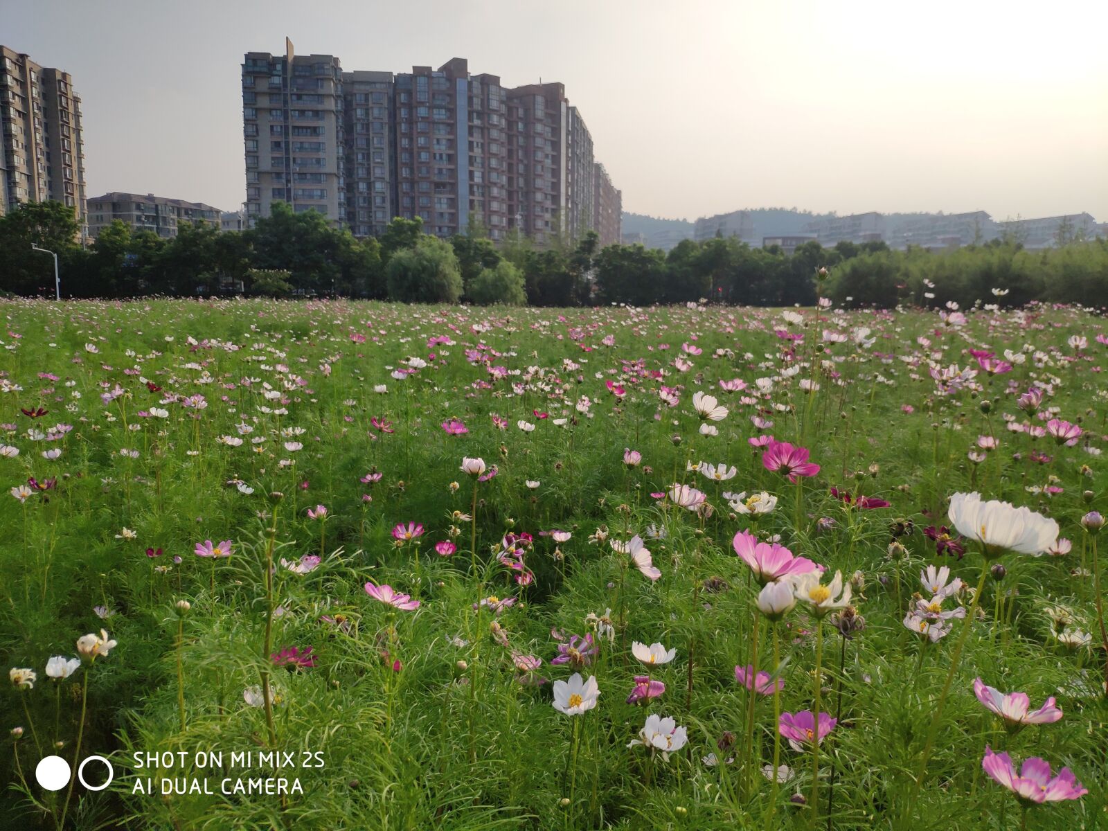 Xiaomi MIX 2S sample photo. City, sky, flower photography