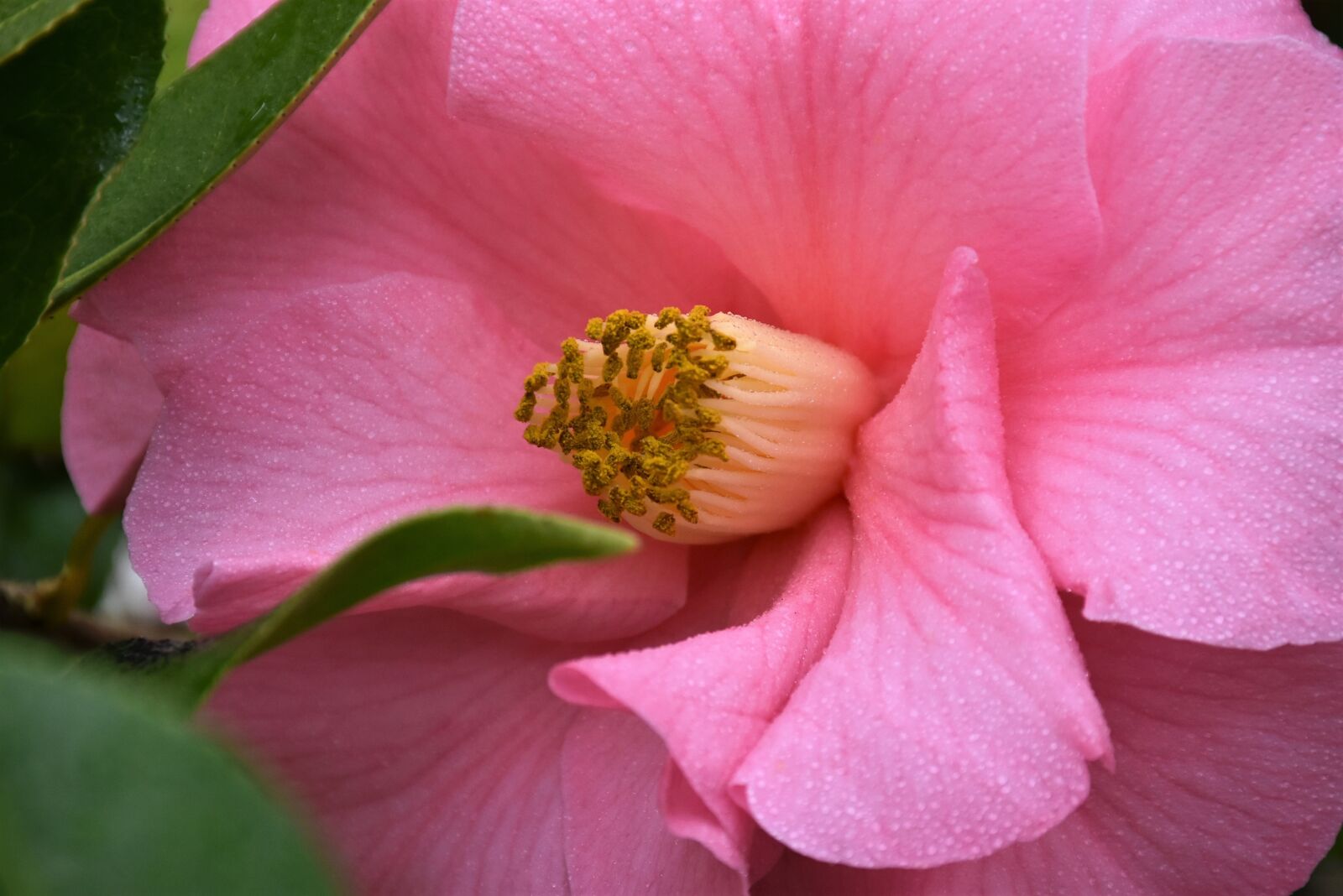 Nikon D7200 sample photo. Camelia, flower, pink photography
