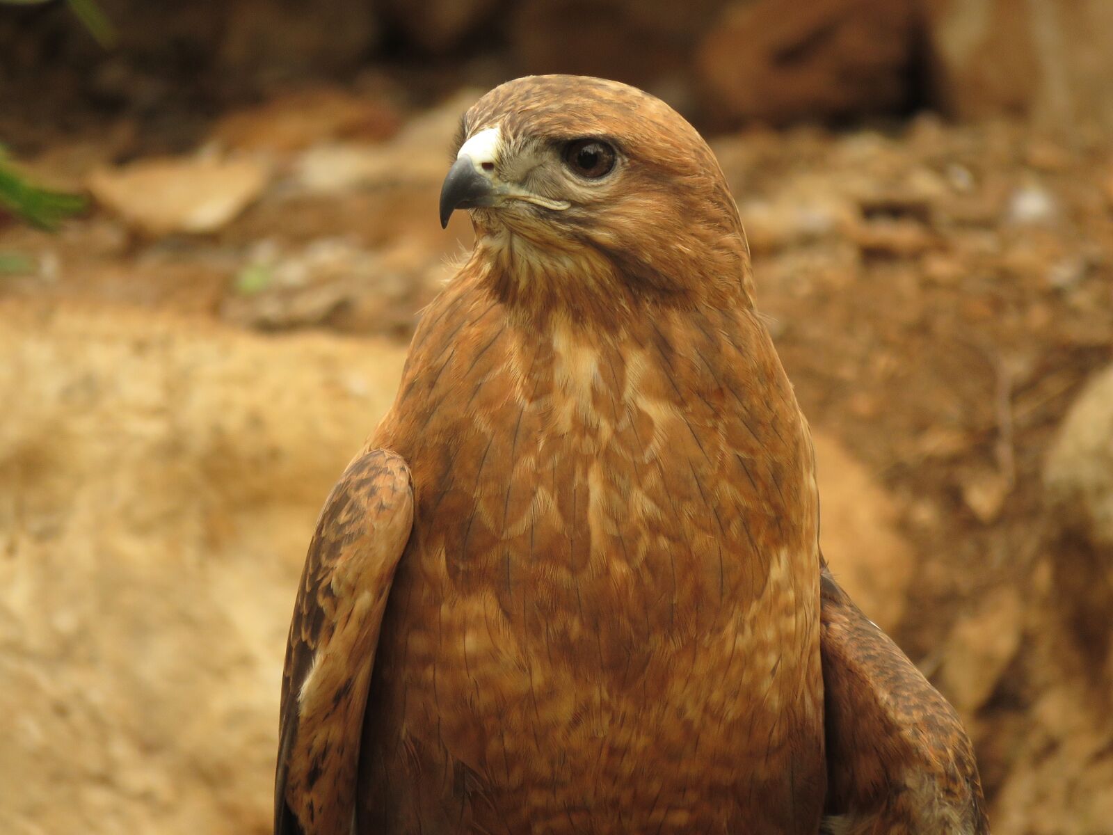 Canon PowerShot SX60 HS sample photo. Birds, falcon, predator photography
