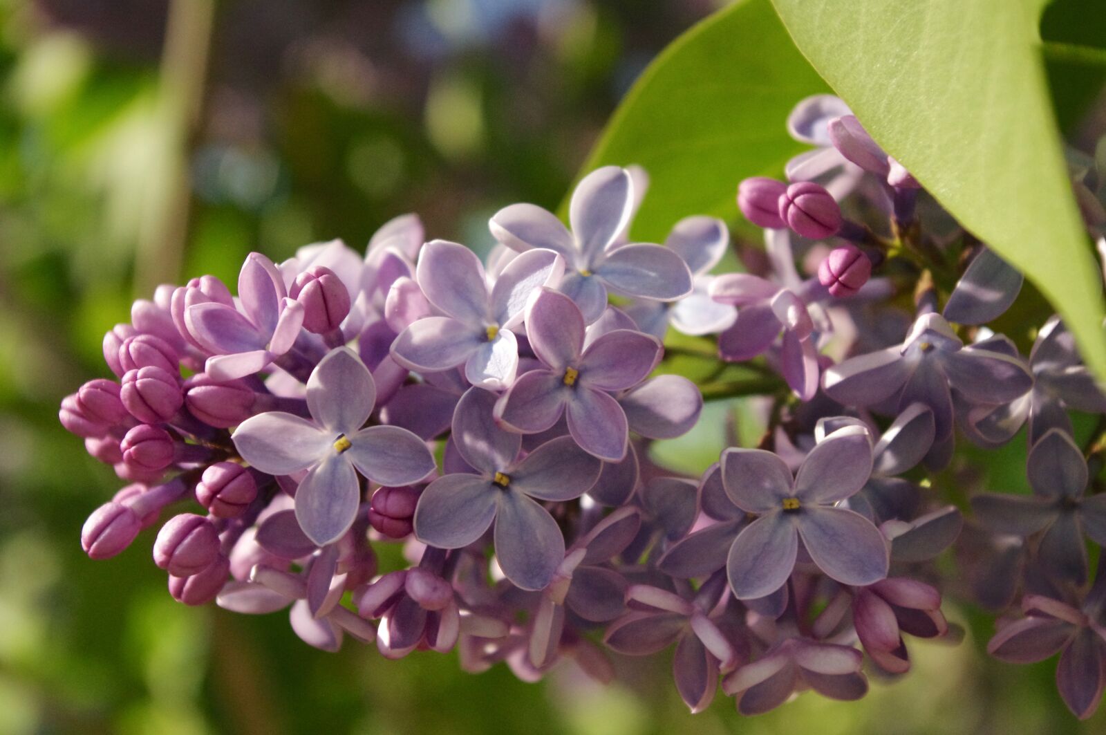 Pentax K-r sample photo. Lilac, flowers, purple photography