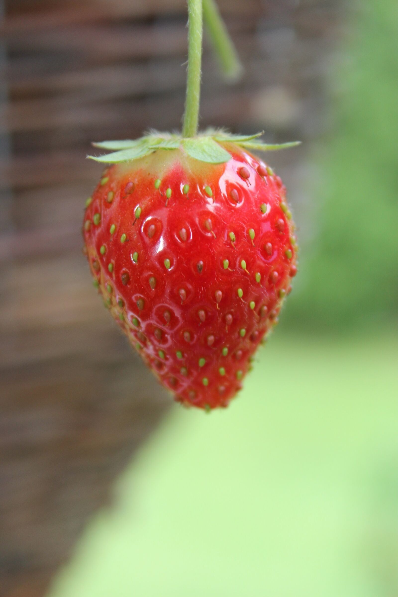 Canon EOS 600D (Rebel EOS T3i / EOS Kiss X5) sample photo. Strawberry, fruits, red photography