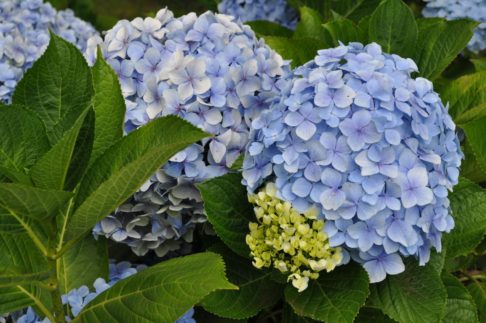 Nikon D5000 sample photo. Hydrangeas, nature, floral photography