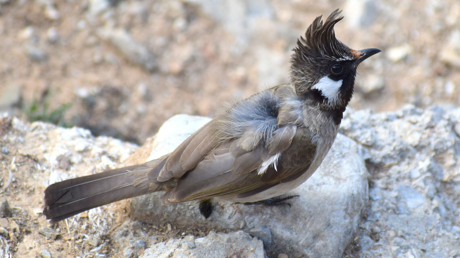 Nikon D3300 sample photo. Nature, wildlife, animal photography