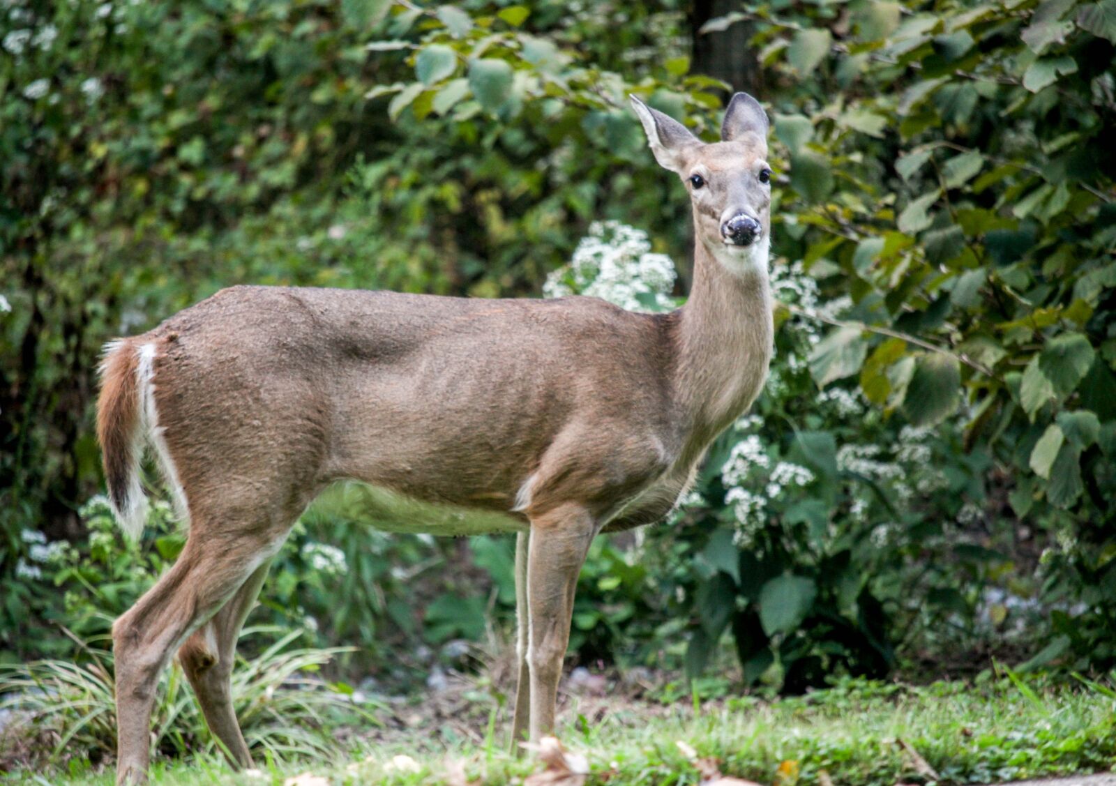 Canon EOS 700D (EOS Rebel T5i / EOS Kiss X7i) sample photo. Mammal, deer, wildlife photography