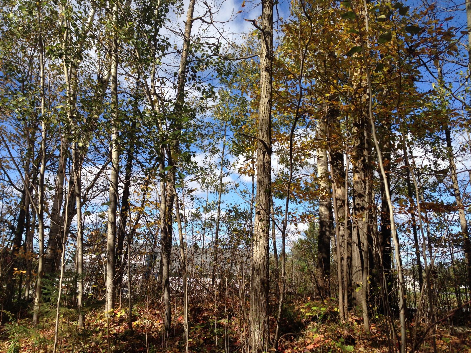 Apple iPhone 5 sample photo. Leaves, trees, forest photography