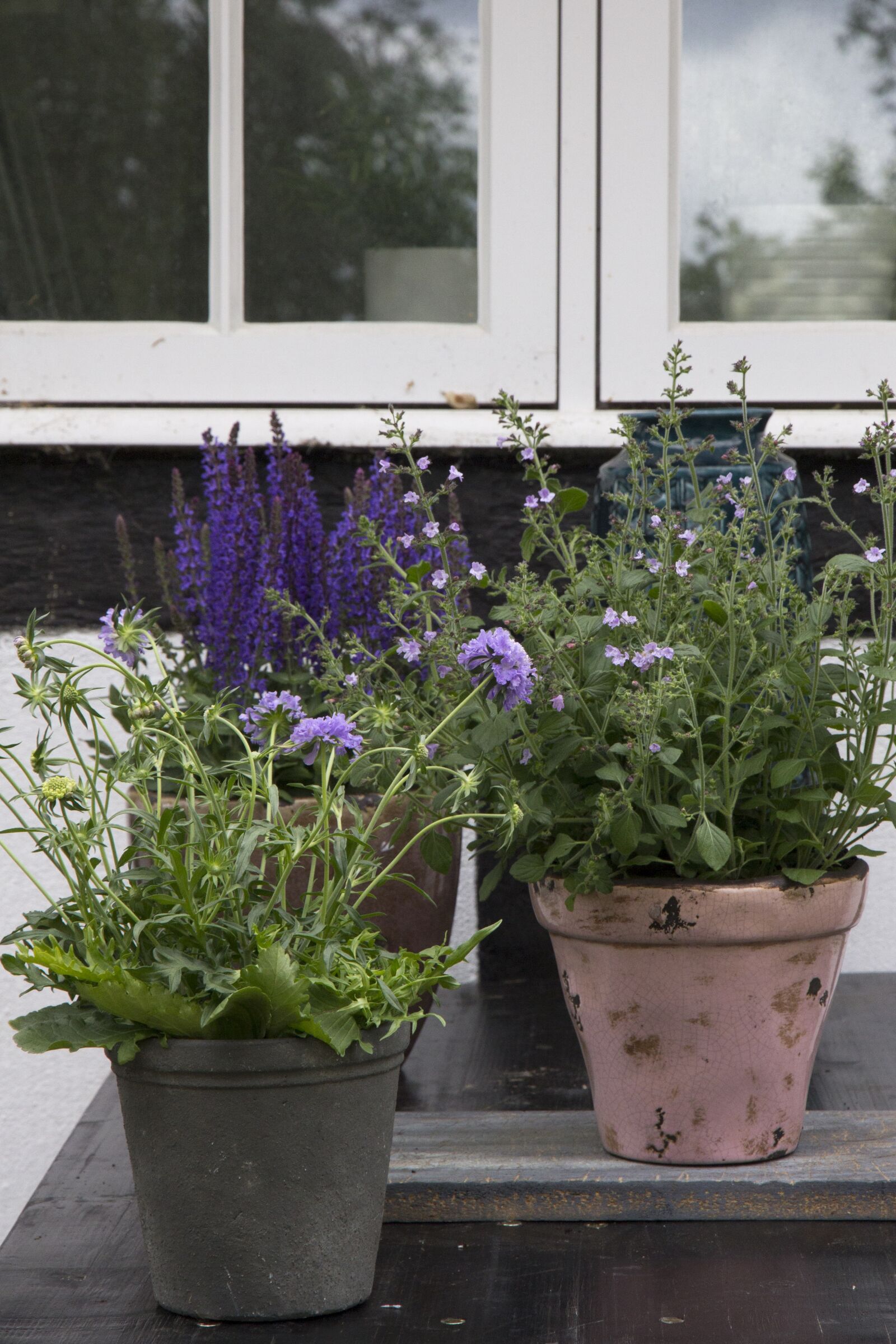 Canon EOS 60D sample photo. Perennial, plant, have photography