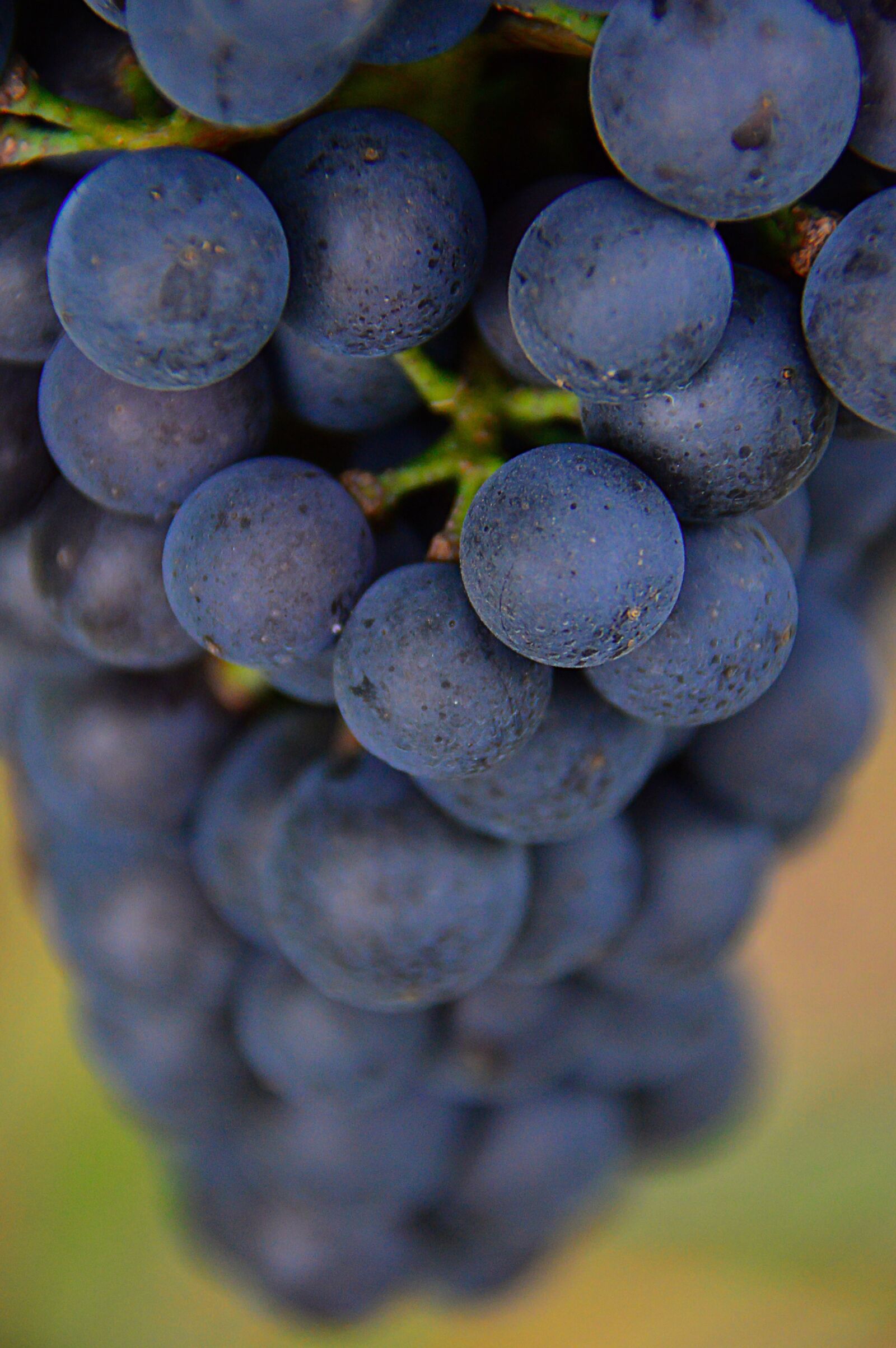 Nikon D3200 sample photo. Grape, red grapes, fruit photography