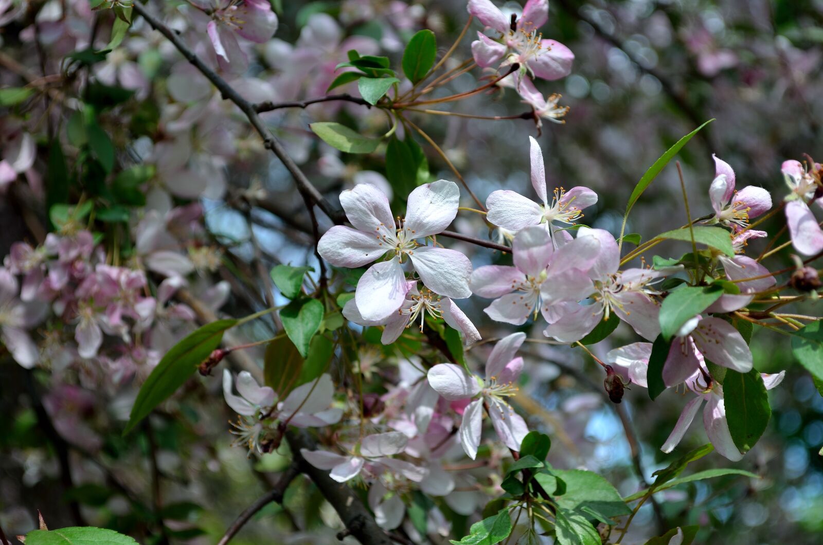 Nikon D5100 sample photo. Spring, bloom, apple tree photography