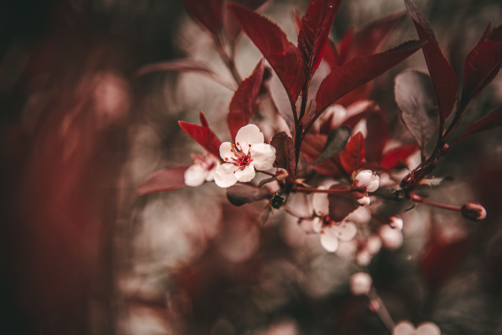 Nikon D750 sample photo. Flower, flora, nature photography