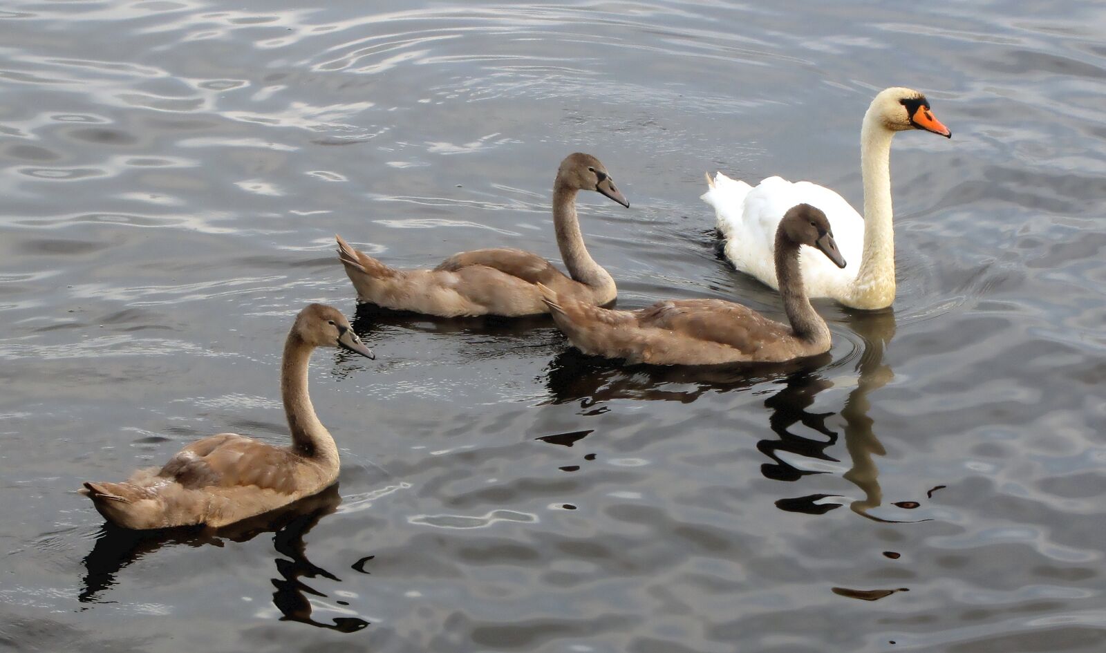 Canon PowerShot SX10 IS sample photo. Swan, swans, animals photography