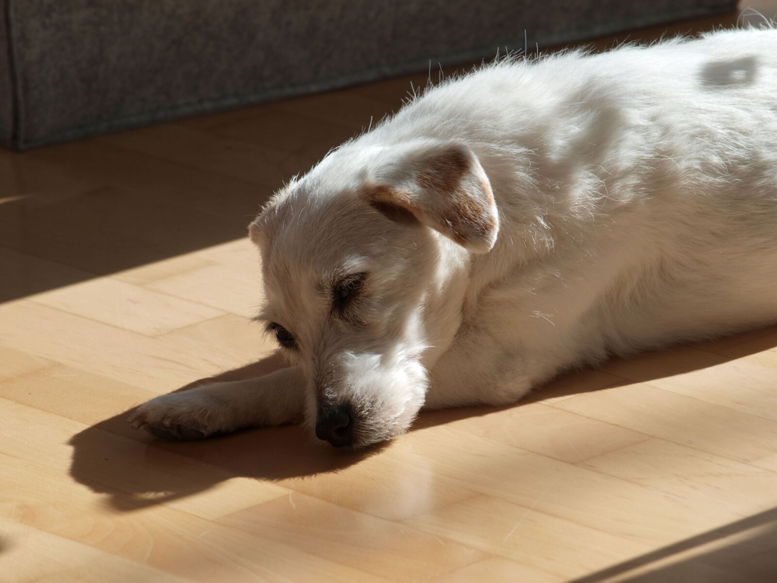 Olympus E-420 (EVOLT E-420) sample photo. Dog, parson russell terrier photography