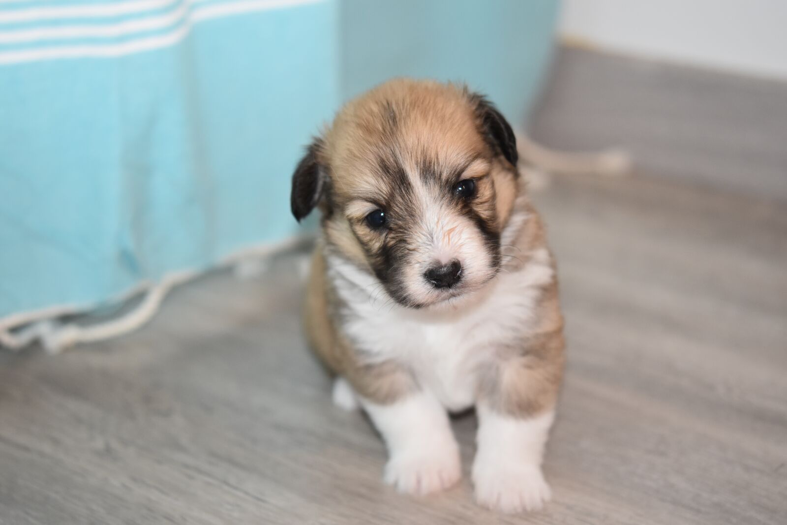 Nikon D5600 sample photo. Puppy, puppies, cute photography