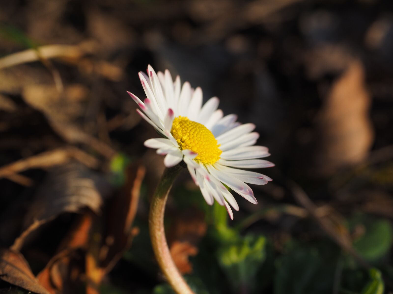 Olympus OM-D E-M1 + Olympus M.Zuiko Digital ED 12-40mm F2.8 Pro sample photo. Daisy, flower, blossom photography