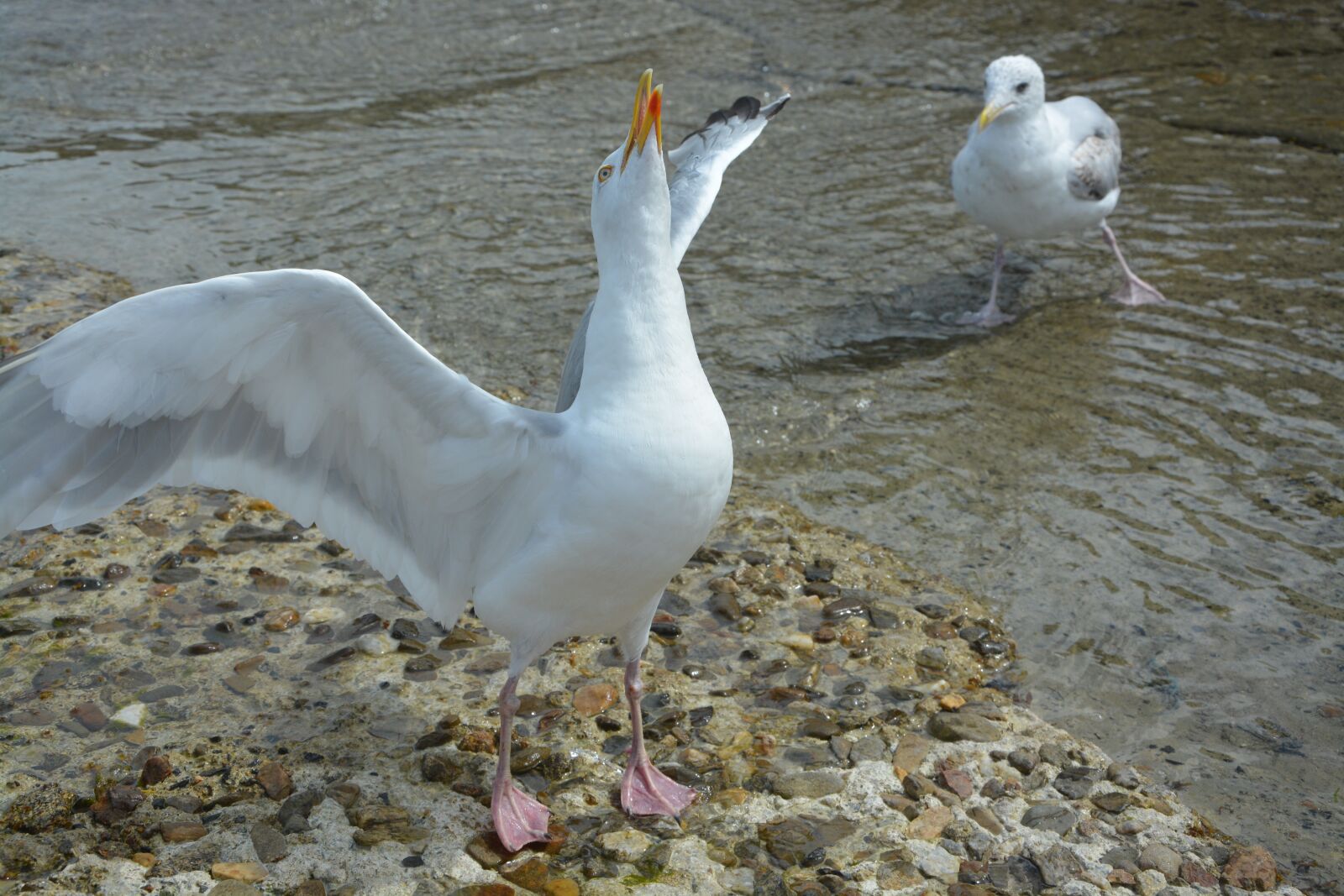 Nikon D5200 sample photo. Gull, deploying wings, white photography