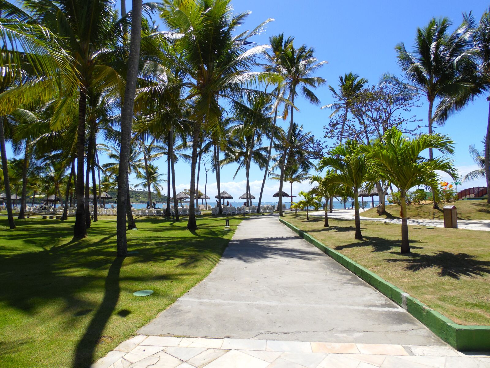 Samsung WB2200F sample photo. Tree, tropical, beach photography