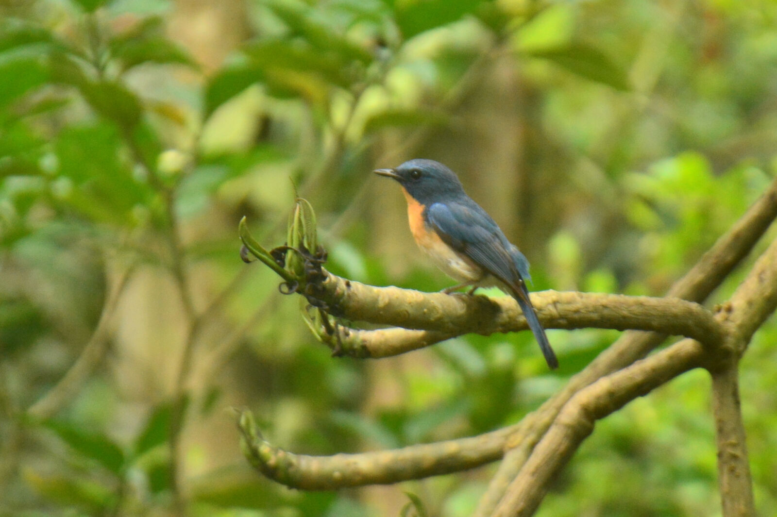 Nikon AF-S DX Nikkor 18-140mm F3.5-5.6G ED VR sample photo. Avian, bird, nature, wildlife photography