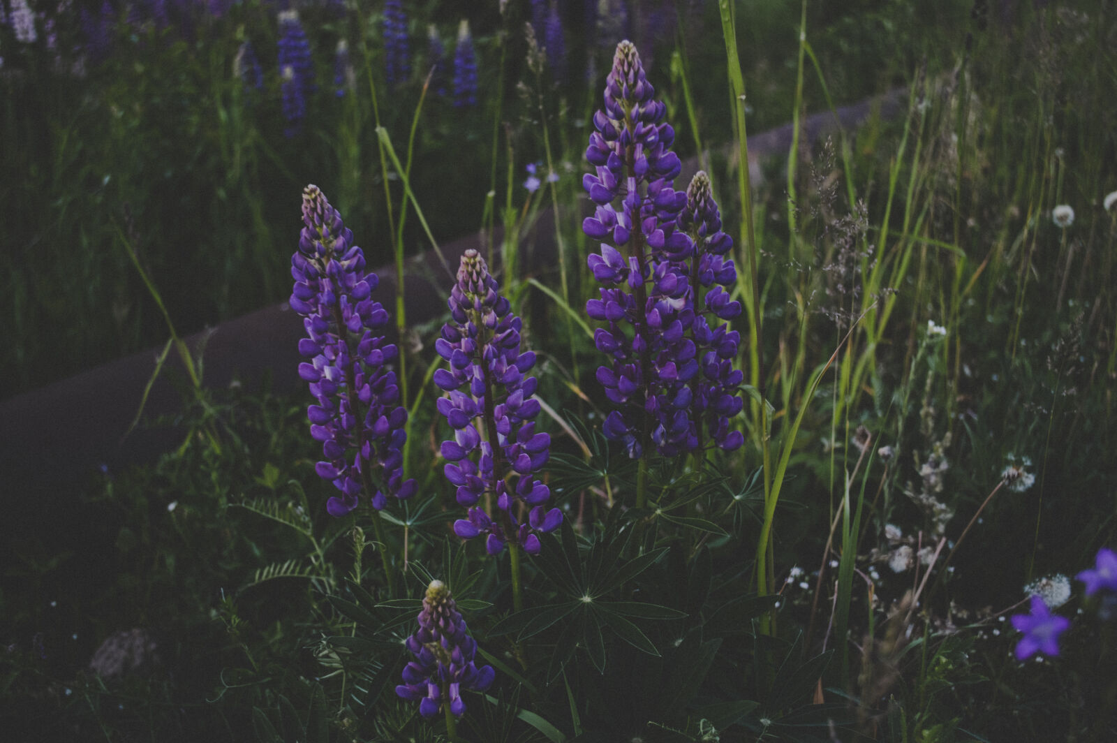 Nikon D3200 sample photo. Purple, petaled, flowers, surrounded photography
