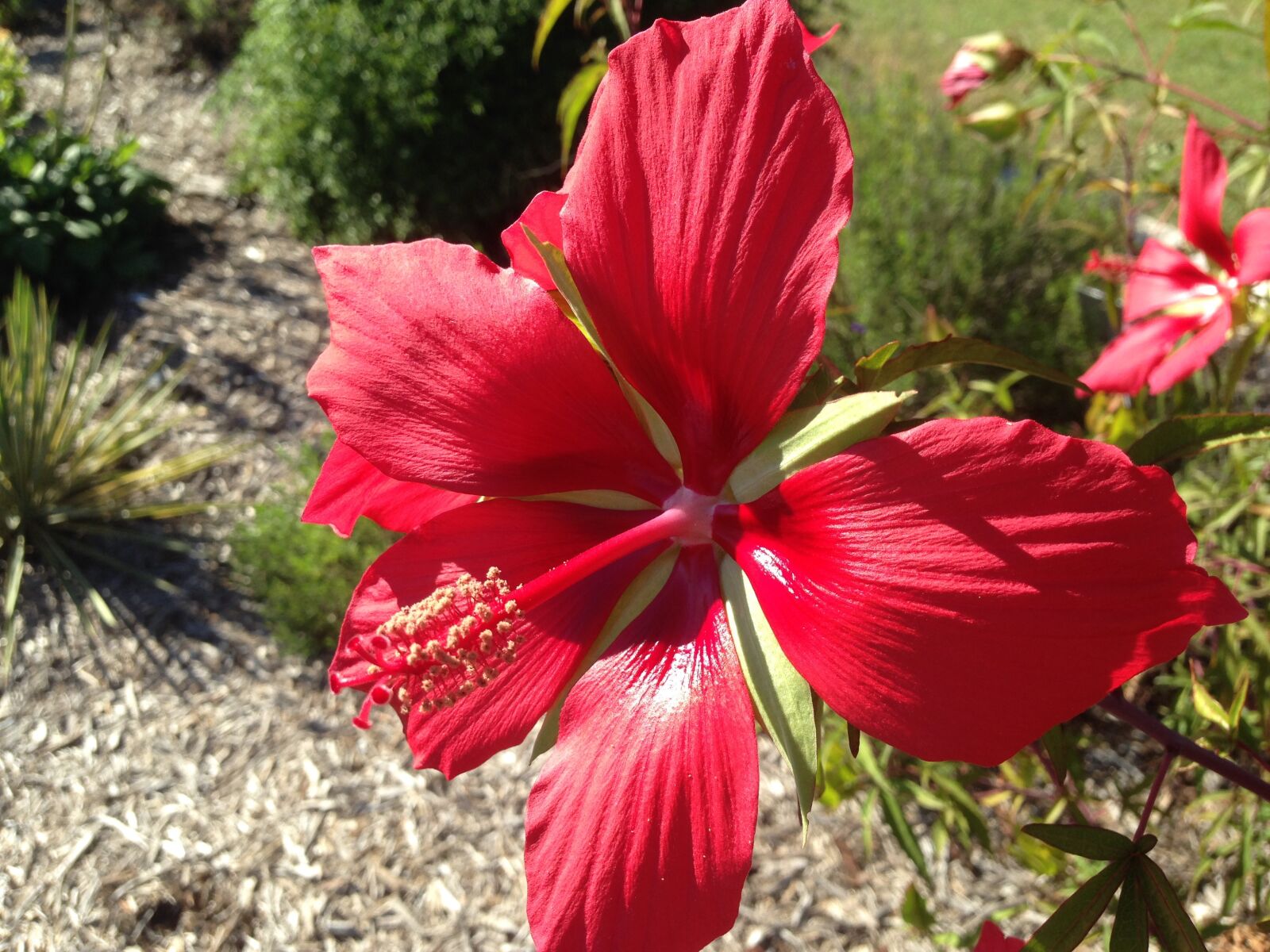 iPhone 5 back camera 4.12mm f/2.4 sample photo. Plant, flower, bloom photography