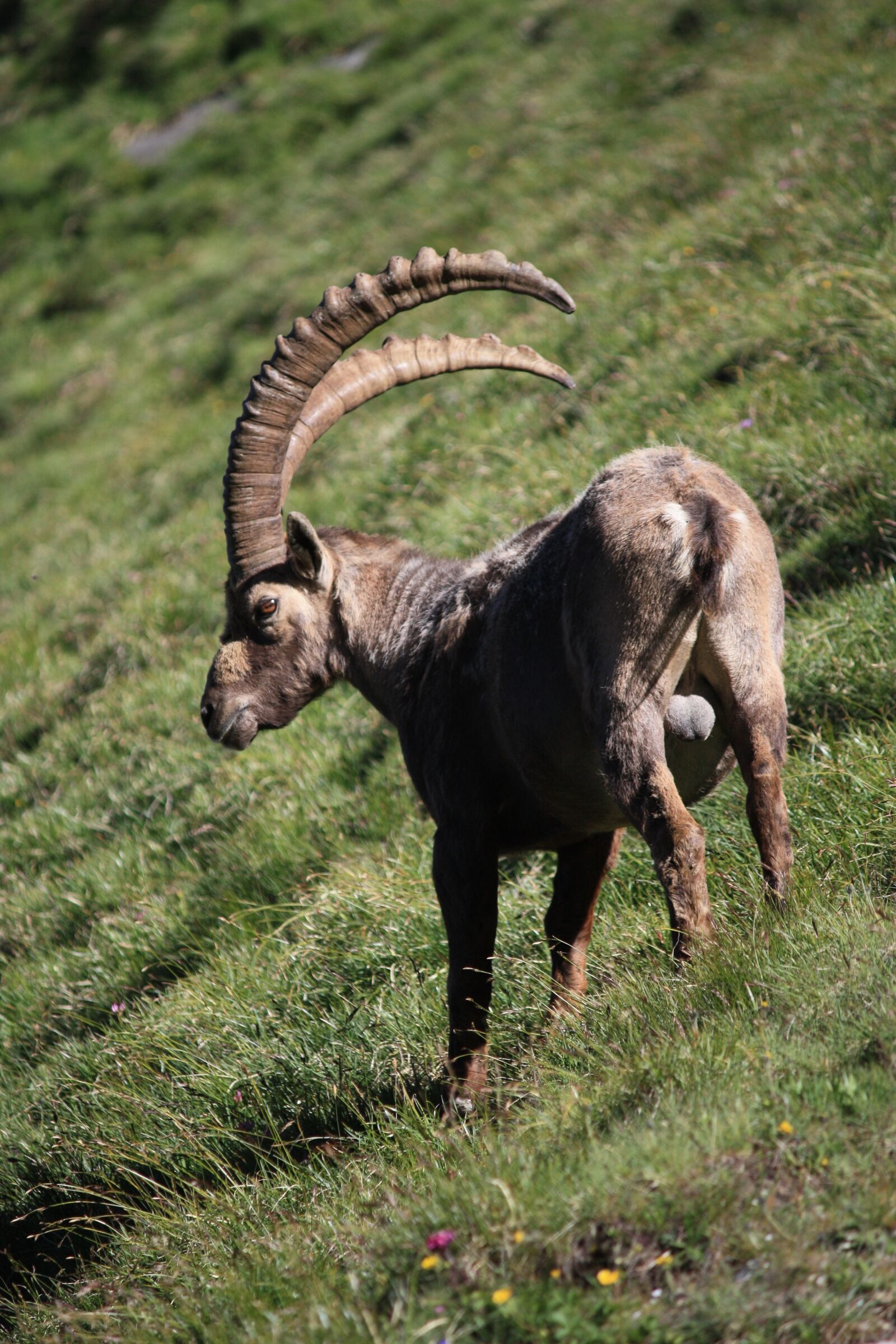 Canon EOS 450D (EOS Rebel XSi / EOS Kiss X2) sample photo. Ibex, horns, animal photography