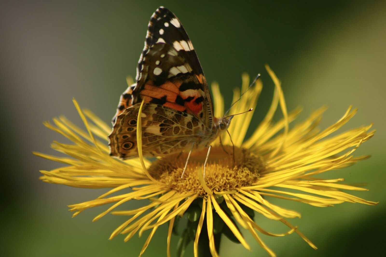 Canon EOS 300D (EOS Digital Rebel / EOS Kiss Digital) sample photo. Butterfly, jo boonstra, groningen photography