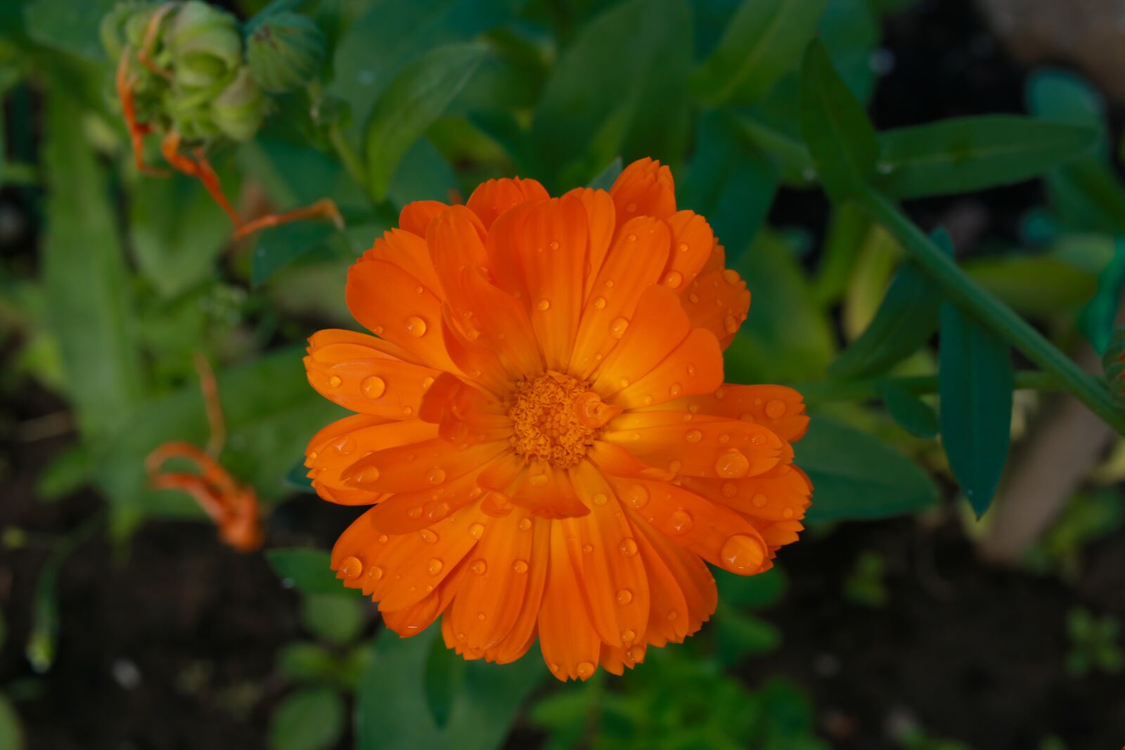 Canon EOS 70D sample photo. Worry, calendula, flower photography