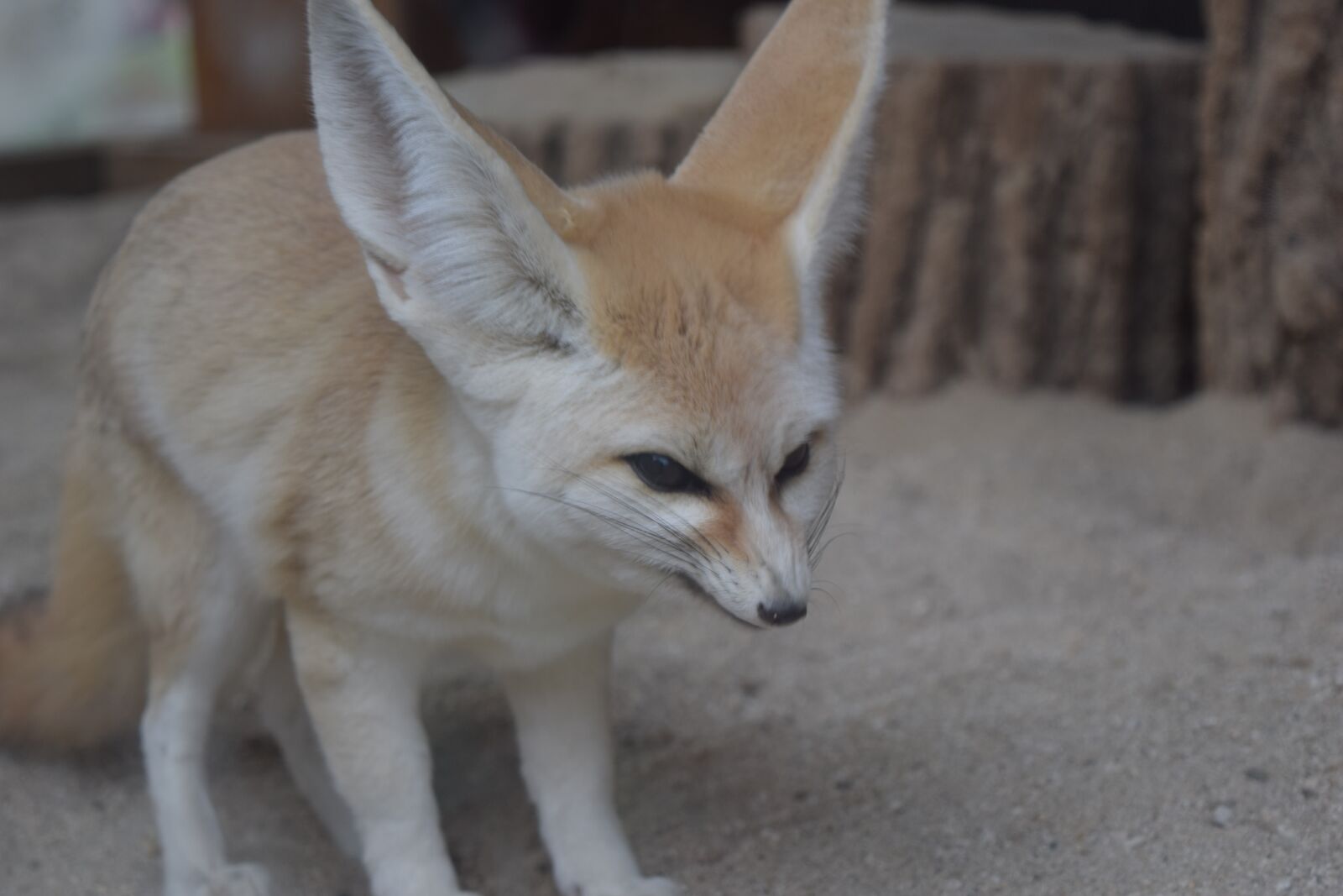 Nikon D5300 sample photo. Zoo, desert fox, animal photography
