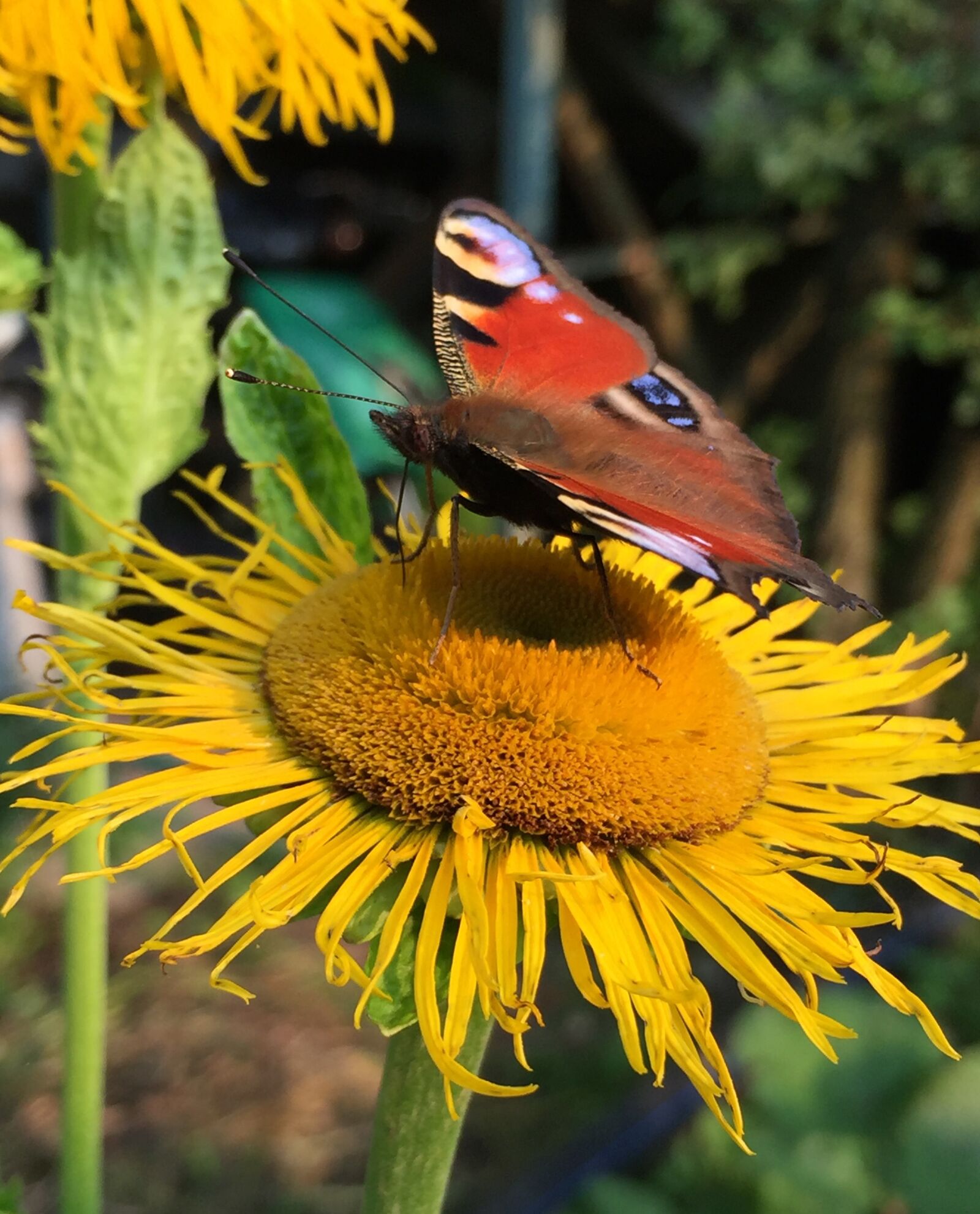 Apple iPhone 6 sample photo. Butterfly, summer, insect photography
