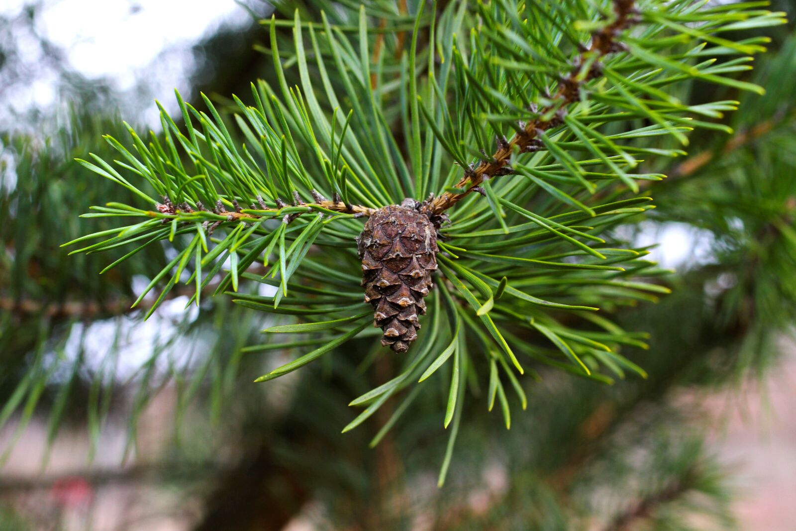 Canon EOS 700D (EOS Rebel T5i / EOS Kiss X7i) + Canon EF 50mm F1.8 STM sample photo. Pine cones, pine needles photography