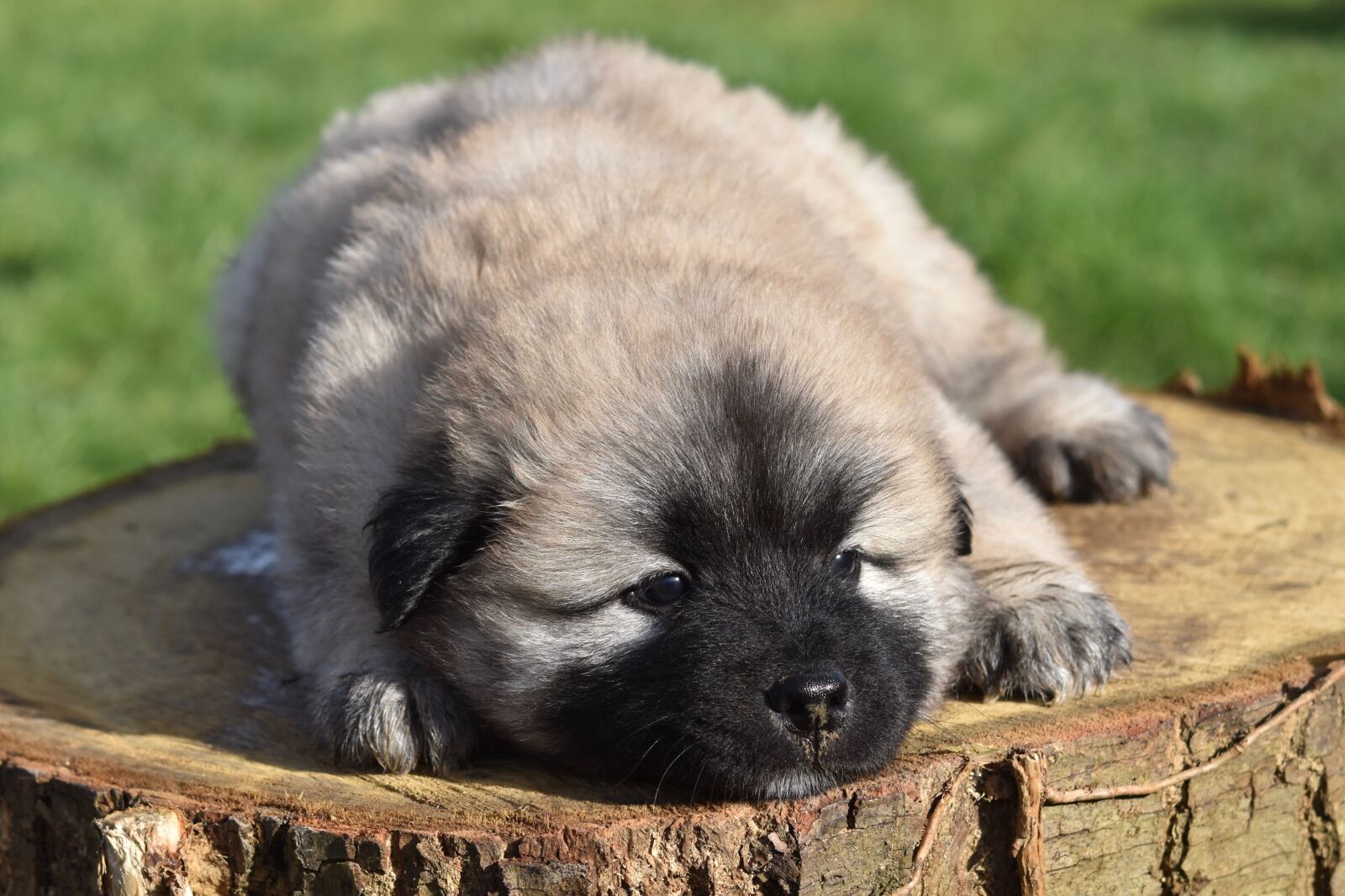 Nikon D5600 sample photo. Dog, puppy, eurasier puppy photography