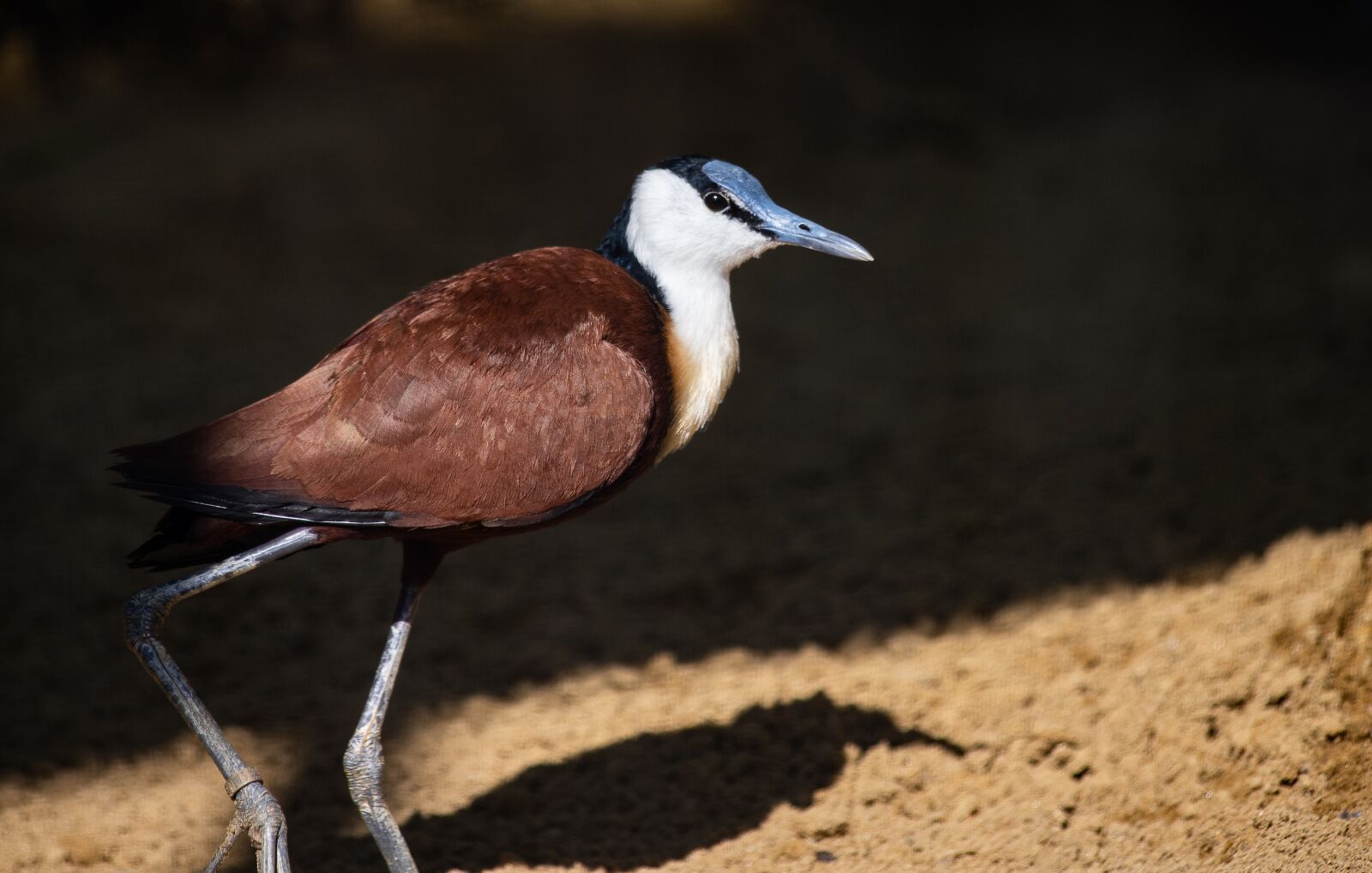 Canon EF 70-300mm F4-5.6 IS USM sample photo. Blue-forehead-leaf chicken, bird, animal photography