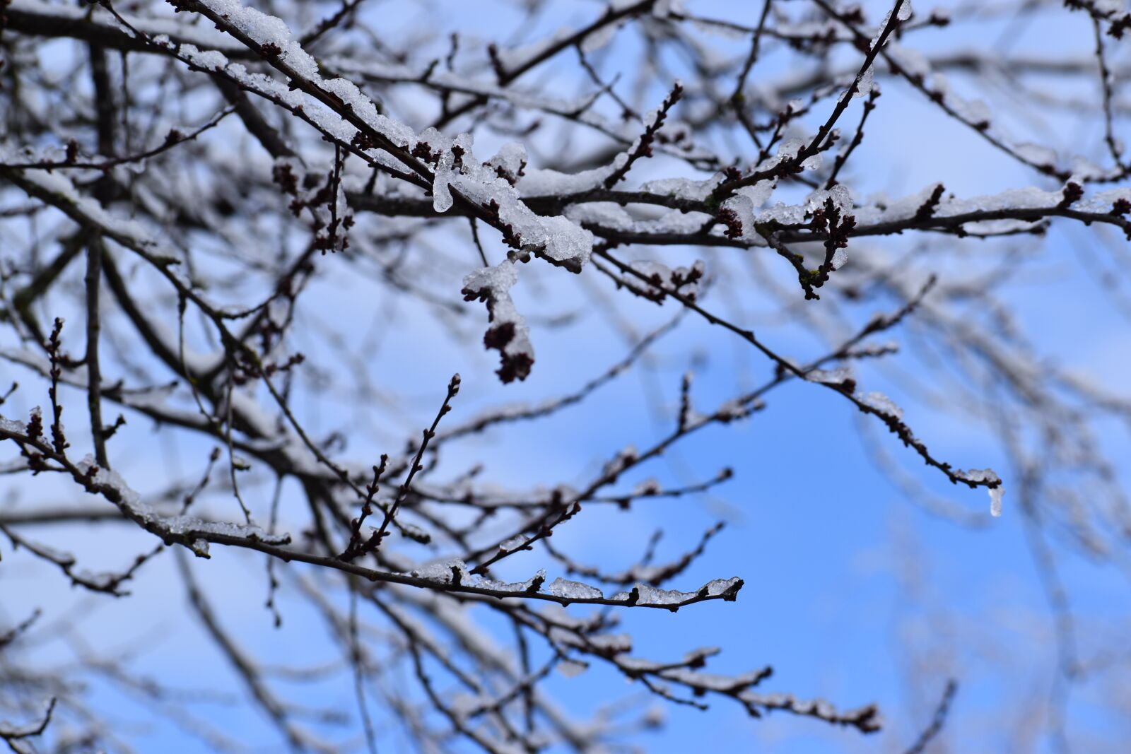 Nikon D3500 sample photo. Branches, ice, sky photography