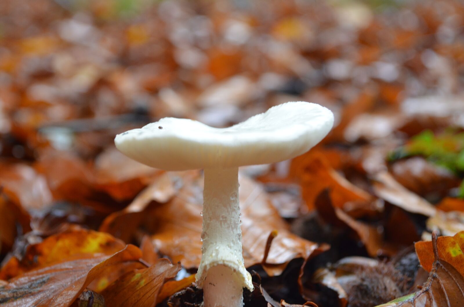 Nikon D5100 sample photo. Mushroom, autumn, leaves photography